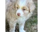 Miniature Australian Shepherd Puppy for sale in Landrum, SC, USA