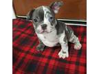 French Bulldog Puppy for sale in Sugarcreek, OH, USA