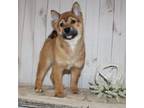 Shiba Inu Puppy for sale in Sioux Falls, SD, USA