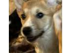 Pembroke Welsh Corgi Puppy for sale in Mansfield, MA, USA