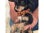 Poodle (Toy) Puppy for sale in Paradise, TX, USA