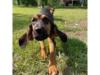 Bloodhound Puppy for sale in Abbeville, GA, USA