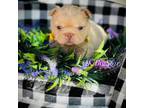 French Bulldog Puppy for sale in Wellston, OK, USA