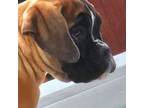 Boxer Puppy for sale in Hollywood, MD, USA