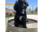 Mutt Puppy for sale in Menifee, CA, USA