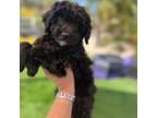 Mutt Puppy for sale in Menifee, CA, USA