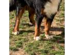 Bernese Mountain Dog Puppy for sale in Columbia, SC, USA