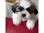 Shih Tzu Puppy for sale in North Ridgeville, OH, USA