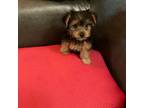 Yorkshire Terrier Puppy for sale in Highland, CA, USA