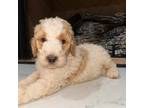 Labradoodle Puppy for sale in Sherrills Ford, NC, USA