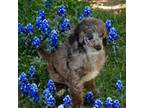 Mutt Puppy for sale in Kilgore, TX, USA