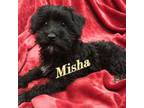 Misha