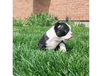 Boston Terrier Puppy for sale in Brighton, CO, USA