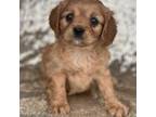 Cavapoo Puppy for sale in Albany, NY, USA