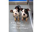 Adopt Ruth & Idgie a Pit Bull Terrier