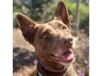 Adopt Rose a Australian Kelpie