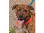 Adopt Tootsie a Mountain Cur