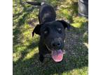 Adopt Maggie Mae a Black Labrador Retriever