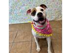 Adopt Avah a Pit Bull Terrier