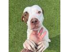 Adopt Jane a Pit Bull Terrier
