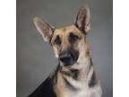 Adopt Nala a German Shepherd Dog, Belgian Shepherd / Malinois