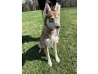 Adopt Laddy a Husky