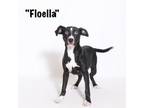 Adopt Floella a Terrier