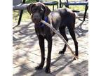 Adopt Gigi a German Shorthaired Pointer