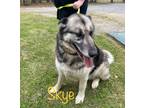 Adopt Skye a German Shepherd Dog, Siberian Husky