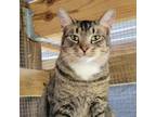 Adopt Tessa a Domestic Short Hair