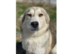 Adopt Lucy a Husky, Border Collie