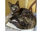 Adopt Hera a Domestic Short Hair