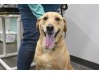 Adopt Mya (Angel) a Labrador Retriever