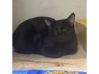 Adopt Kilo a Domestic Short Hair