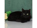 Adopt Midnight a Domestic Short Hair