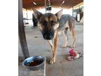 Adopt Flaca a German Shepherd Dog