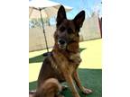 Adopt Sadie a German Shepherd Dog