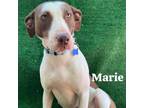 Adopt Marie a Weimaraner