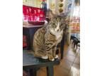 Adopt Crystal a Oriental Tabby, Domestic Short Hair