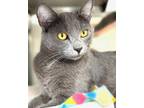 Adopt HOLLY a Domestic Short Hair