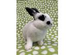 Adopt LITTLEZ a Bunny Rabbit