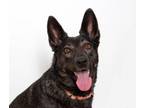 Adopt Harley a German Shepherd Dog, Labrador Retriever