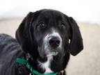 Adopt DAISY a Bluetick Coonhound, Mixed Breed