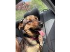 Adopt Ali a German Shepherd Dog