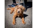 Adopt Ruby a Goldendoodle