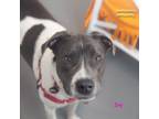 Adopt Ivy a Mixed Breed, Hound