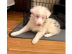 Adopt Isla-mini aussie (DEAF/MOSTLY BLIND) a Australian Shepherd