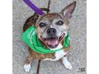 Adopt Elsbeth a Terrier, Shepherd