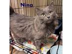 Adopt Nina DLH Willow Grove PA (FCID# 03/12/2024-146) a Domestic Long Hair