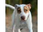 Adopt Chanel a Mixed Breed